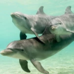 Logo of Amazing Dolphins HD android Application 