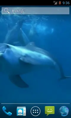 Amazing Dolphins HD android App screenshot 3